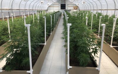 7 Benefits of Cultivating Hemp & CBD in an Automated Light Deprivation Greenhouse