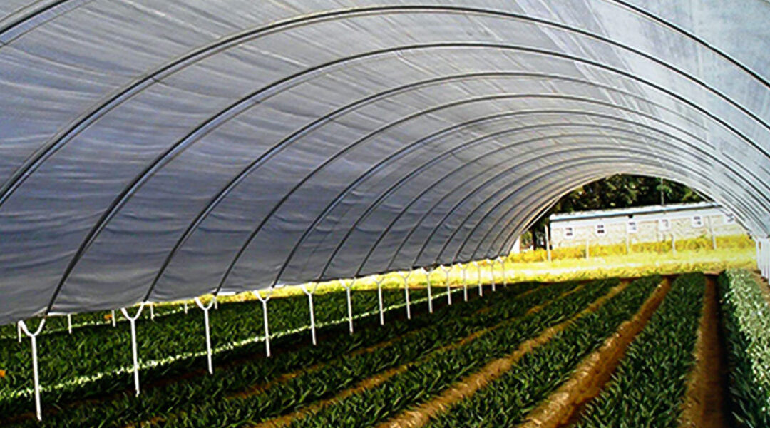 The Best Greenhouse Covering for Your Grow