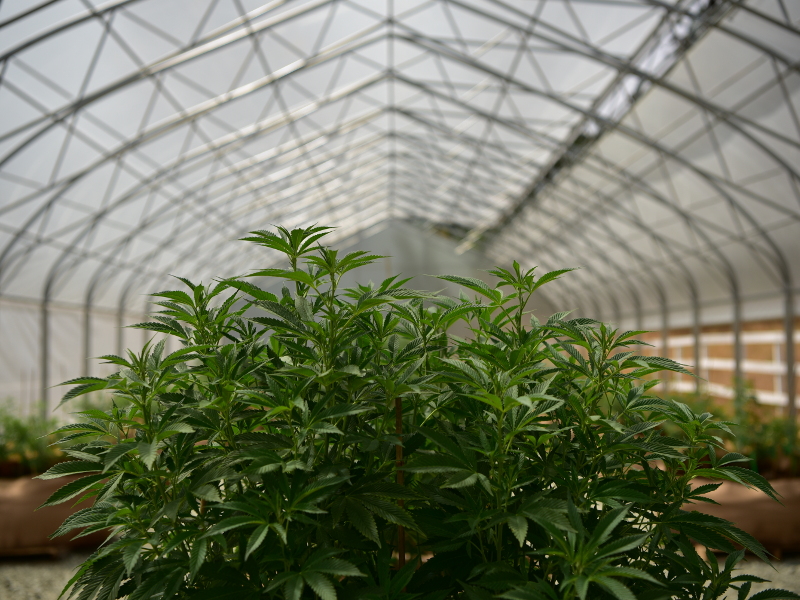 6 Reasons to Grow Your Weed in a Greenhouse